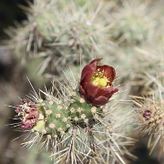IMG 0010 (2)